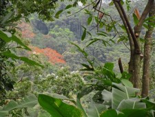 Jungle above Puerto Viejo, Costa Rica